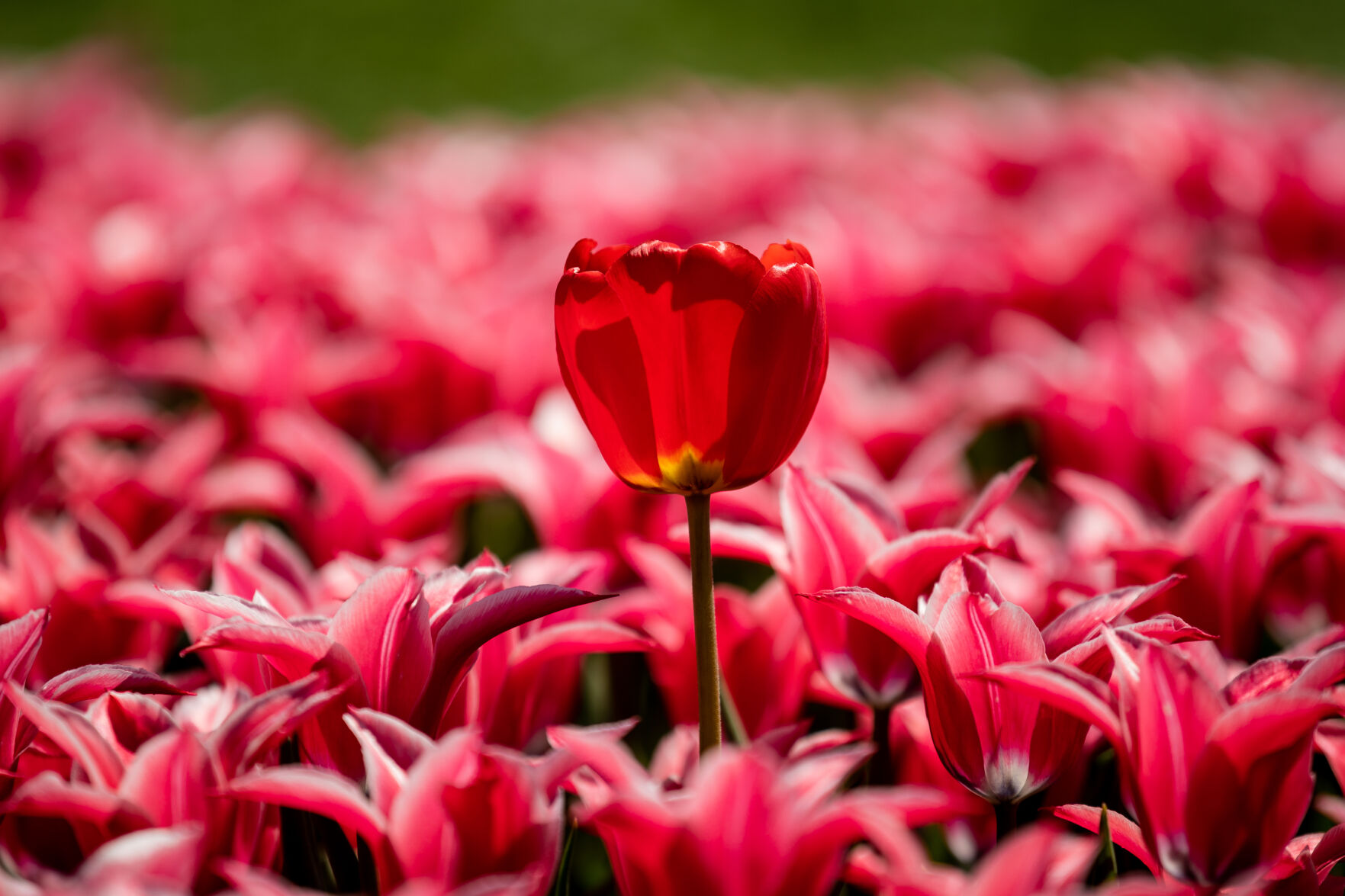 87th Pella Tulip Time